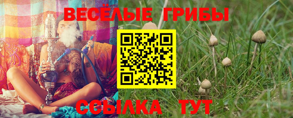 Чернушка  Псилоцибиновые грибы ЛСД  Вход с VPN 